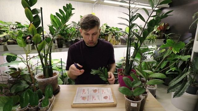 РАЗМНОЖЕНИЕ ВАРИЕГАТНОГО ЗАМИОКУЛЬКАСА РЕЗУЛЬТАТ 100% смотреть онлайн