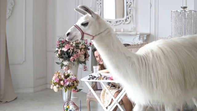 конкурс рисунков/ идеи подарка на день рождения/ рисуем ламу и альпаку смотреть онлайн