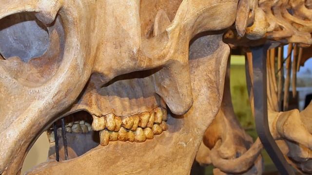 Животные юрского периода/Animals of the Jurassic period смотреть онлайн