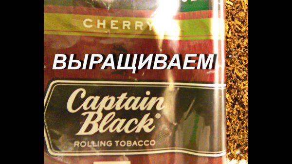 Выращиваем Captain Black