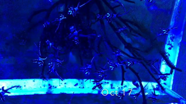 Finding Houdini - Pairing A New Clownfish смотреть онлайн