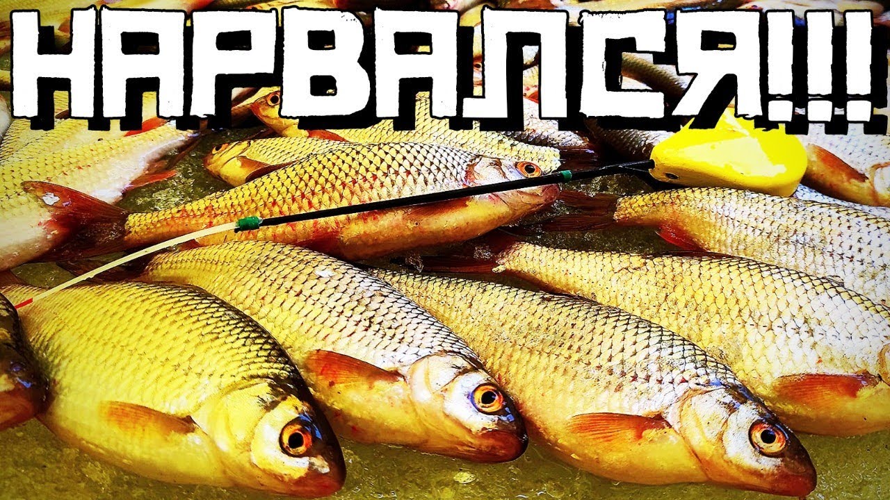 Косим ПЛОТВУ прям на ЛЬДУ! НАРВАЛСЯ на ЖОР! Рыбалка 2022 смотреть онлайн