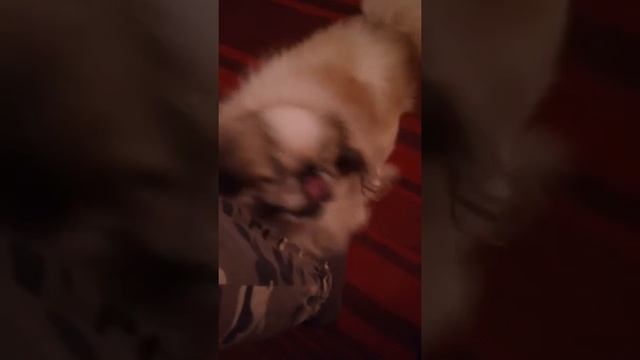 Старый мопс смотреть онлайн