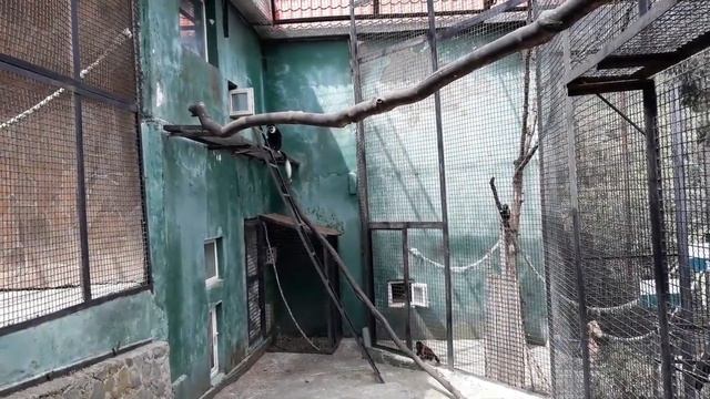 Колобусы смотреть онлайн