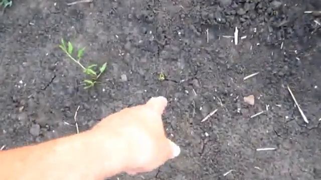 КАРТОШКА выбросила бутоны, СКОРО ЗАЦВЕТЁТ смотреть онлайн