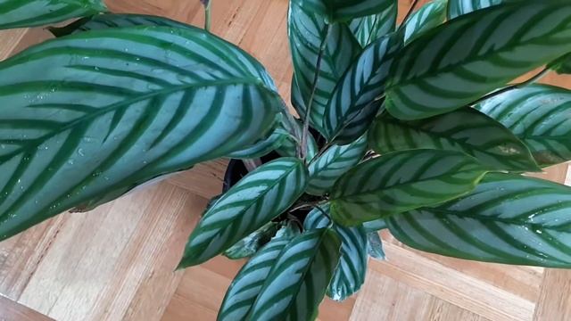 Ctenanthe Setosa Compact Star Care And Propagation #prayerplant