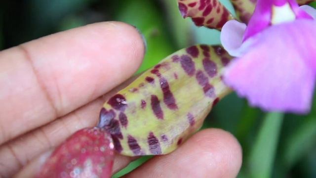 Cattleya aclandiae - REVIEW смотреть онлайн