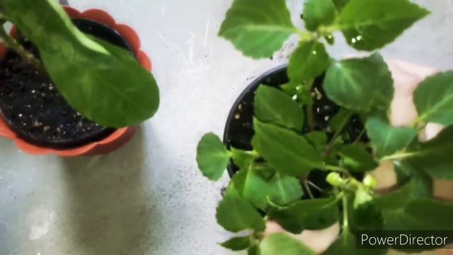 #комнатныерастения
Комнатные растения. 🌿🌿🌿 Цветочные будни. смотреть онлайн