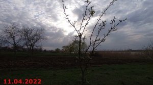 Деревенская жизнь.Пересадка взрослой груши.