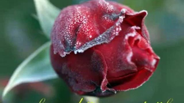 A rose to my darling Carina.wmv смотреть онлайн