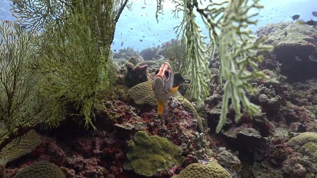 Tubbataha Reef with Infiniti Liveaboard ( The wall street) Underwater video смотреть онлайн