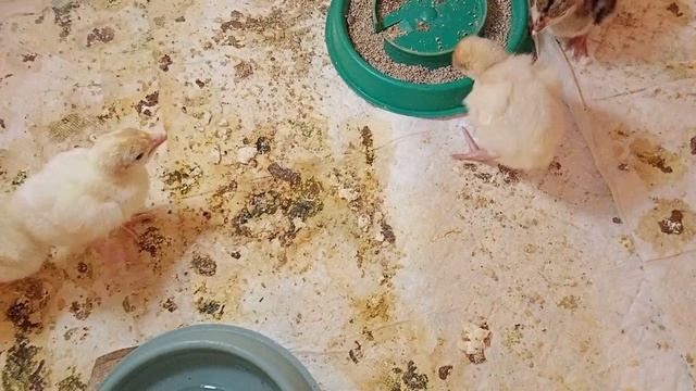 надеюсь на отличнейший исход)))инкубатор из холодильника. смотреть онлайн