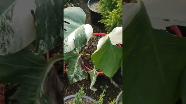 Monsteria verigrated rare plant #shorts смотреть онлайн