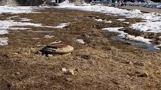 Мира наконец у новой хозяйки? Посмотрите как ей хорошо? Еще приветы от Ночи Джека Каштана и Аризоны смотреть онлайн