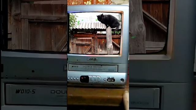 Николай Данилов