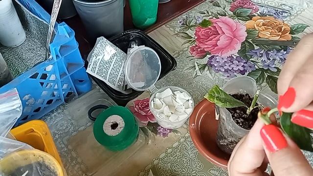 Цитрусовые прививки-3-я ч. Готовим прививочные ленты. Дёшево и сердито. Прививка и укореняем черено смотреть онлайн