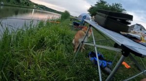 РЫБЫ НАЛОВИЛИ от ДУШИ! Семейная рыбалка с ночевкой. Ловля карася и ловля карпа!