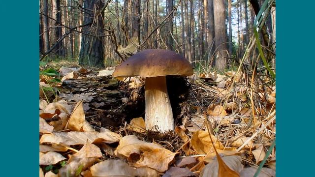 Золотая осень (Грибной сезон) смотреть онлайн
