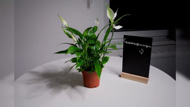 Спатифиллум💚🌿 смотреть онлайн