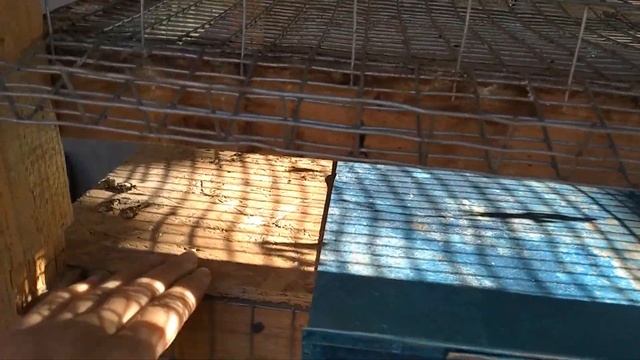 Я отказалась от содержания перепелов в клетке !!! смотреть онлайн