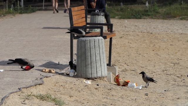 Нахальные вороны выбрасывают мусор из мусорника смотреть онлайн