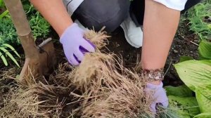 Ошибки садовника:Овсяница сизая-делим кусты каждые 2года.