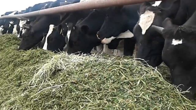 Стадо коров у кормушки. Саранск.