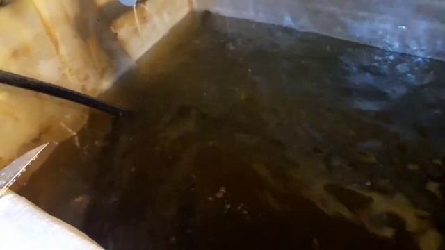 Кормим сомов икрою судака смотреть онлайн