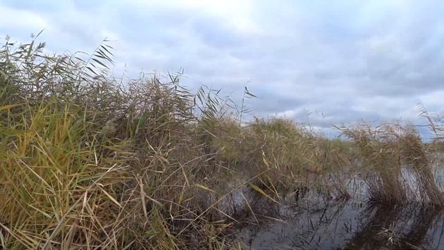 Приехал за уткой,а получился отстрел серой вороны! смотреть онлайн