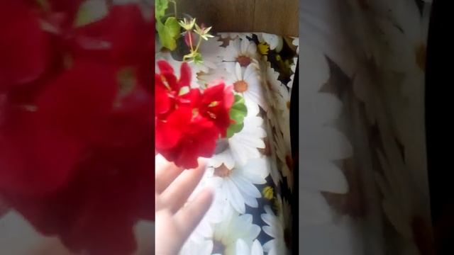 Обзор цветения пеларгонии Blanche Roche и не только смотреть онлайн