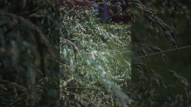 Шум дождя и пение птиц для сна!!! Расслабляющие звуки дождя успокаивает нервы и снимает стресс смотреть онлайн