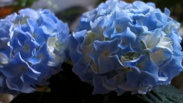 в поисках вдохновения, искусана комарами))) смотреть онлайн