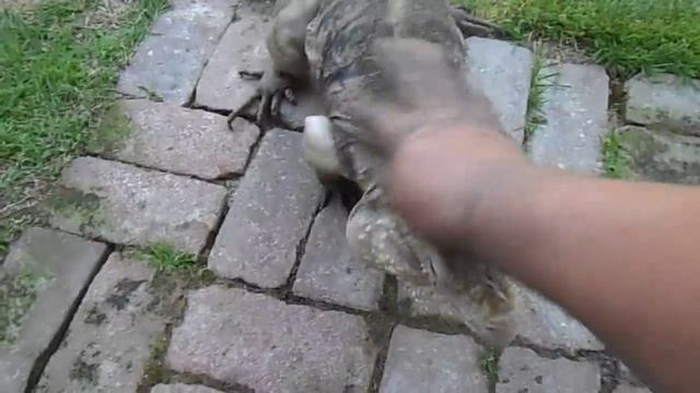 Lizard Greets Man like a Dog! смотреть онлайн