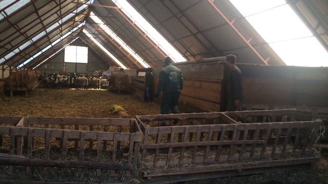 Отбор Романовских Овец в Республику Узбекистан