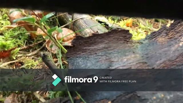 Cantharellus Tubaeformis - Trattisjakt 1 смотреть онлайн