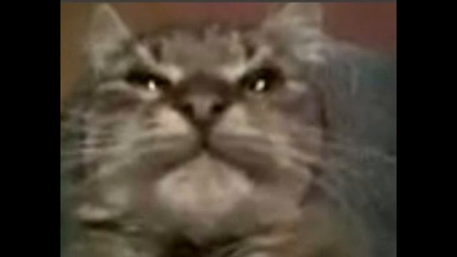 кiт (Приложение не отвечает) смотреть онлайн