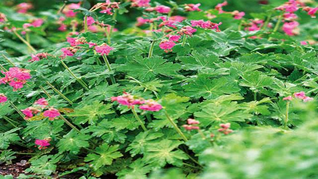 The Best Perennials for Shade смотреть онлайн