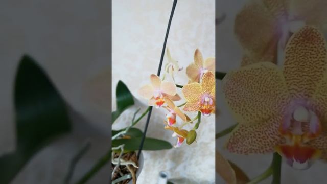 #shorts На орхидее липкие капли? ЧТО ЭТО?! смотреть онлайн