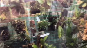 Орхидариум своими руками / orchidarium
