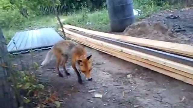 Дачная лиса) смотреть онлайн
