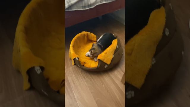 Бигль - очень милое создание 🥰 смотреть онлайн