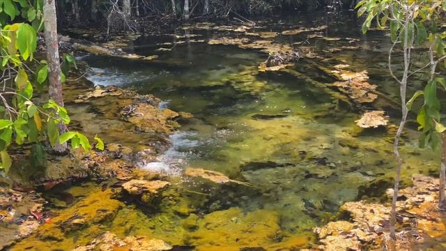 Сокровище Тайланда - изумрудный бассейн. Самостоятельная экскурсия из Ао Нанга, Краби. смотреть онлайн