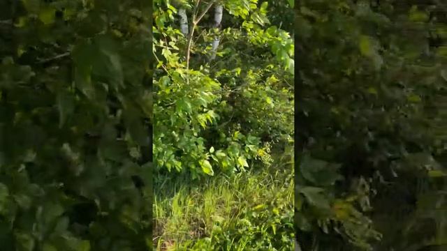 Домодедово деревня Сырьево, здесь  живут отбросы