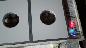 ??? при инкубации индюшиного яйца,выключили свет на 6 часов?❗❗???