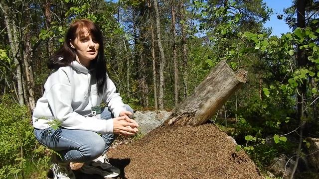 Музей для школьников. Муравьи парка Монрепо смотреть онлайн