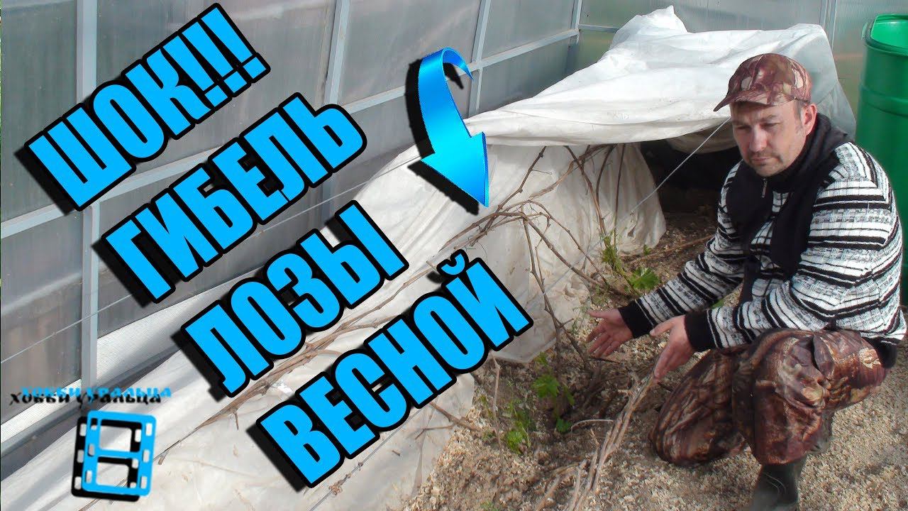 ГИБЕЛЬ ВИНОГРАДНОЙ ЛОЗЫ ВЕСНОЙ, ОТСУТСТВИЕ ПАСОКИ. ПРИЧИНЫ. ВЫРАЩИВАНИЕ ВИНОГРАДА В ТЕПЛИЦЕ смотреть онлайн