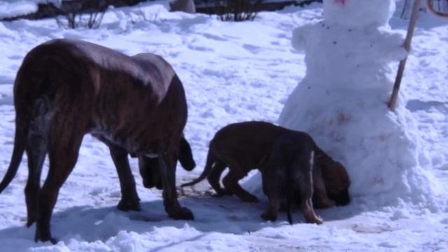puppies Fila Brasileiro (купить щенка) смотреть онлайн