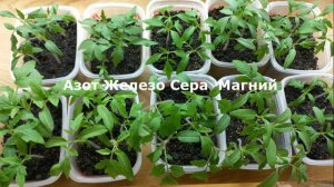 ПОЧЕМУ ПОЖЕЛТЕЛА РАССАДА  ТОМАТОВ  И КАК ЭТО ВЫЛЕЧИТЬ . ПРИЧИНЫ  ПОЖЕЛТЕНИЯ  РАССАДЫ ТОМАТОВ