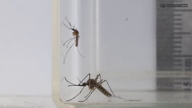 Кровососущие комары. Милые и забавные. // Clever Cricket смотреть онлайн