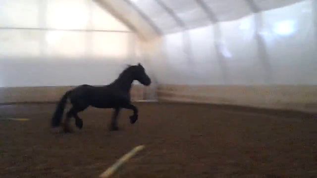 Продается фризский жеребец. смотреть онлайн